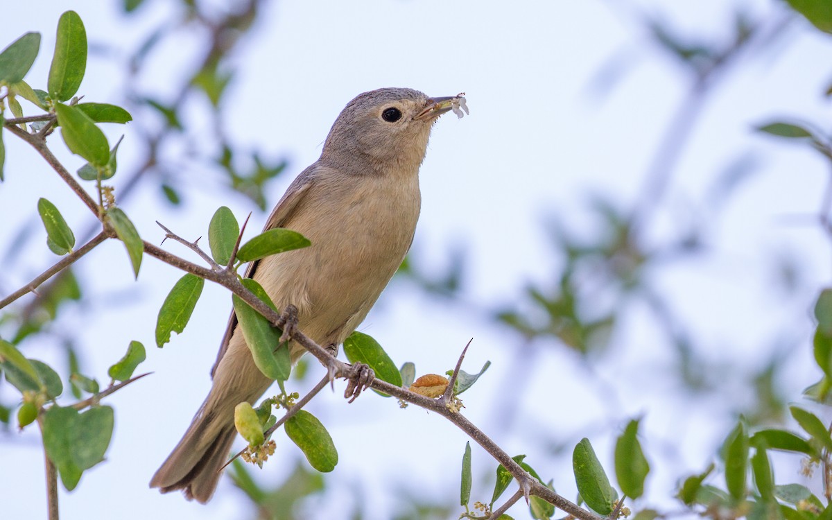 Lucy's Warbler - ML452936101
