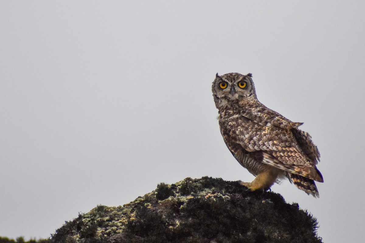 Lesser Horned Owl - Ezequiel Racker