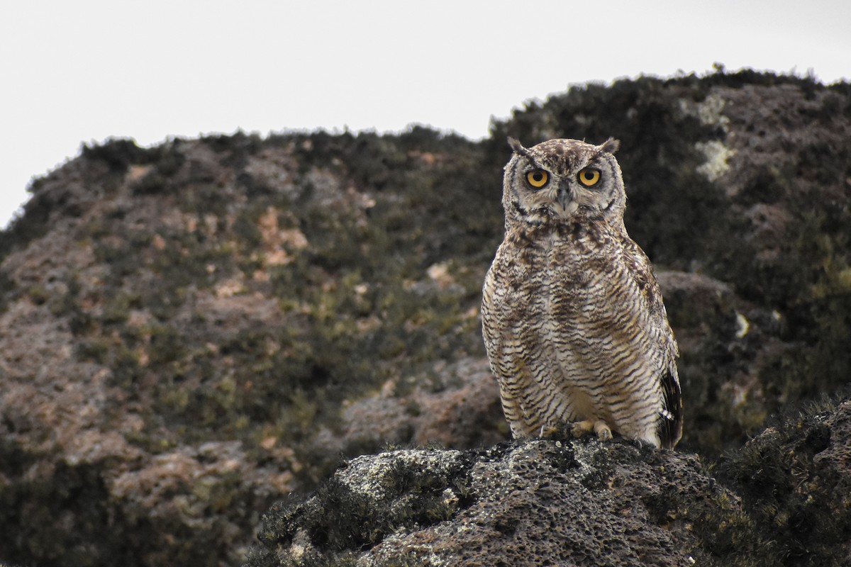 Lesser Horned Owl - ML452936341