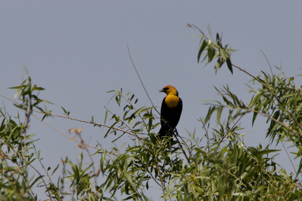 Yellow-headed Blackbird - ML452940461