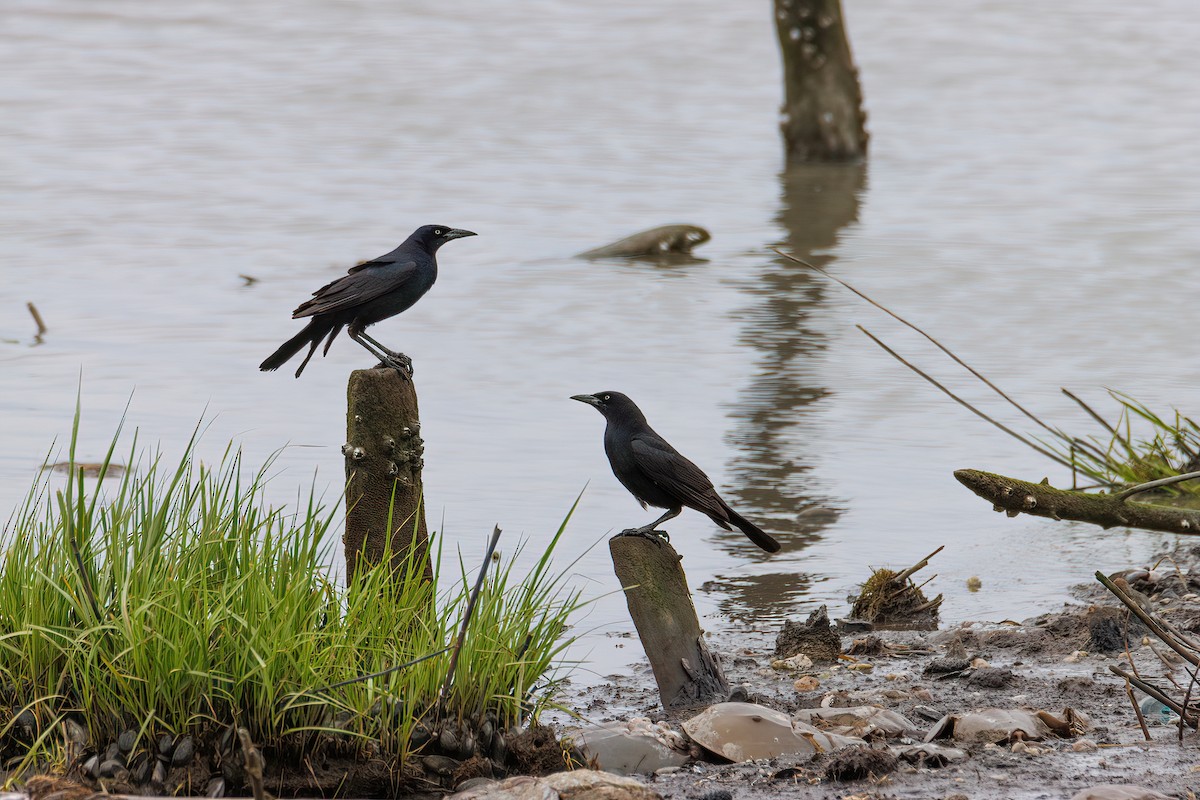 Boat-tailed Grackle - ML452947771