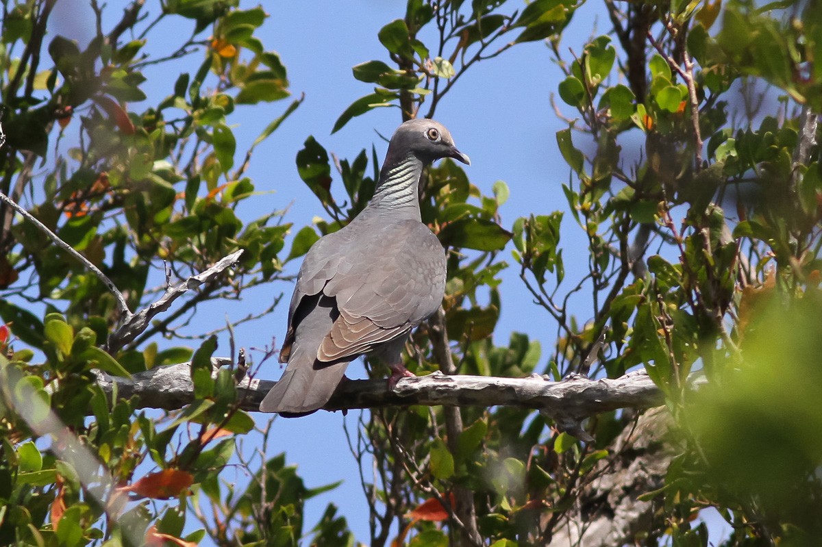 White-crowned Pigeon - Michael O'Brien