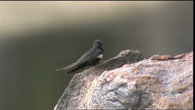White-banded Swallow - ML452950