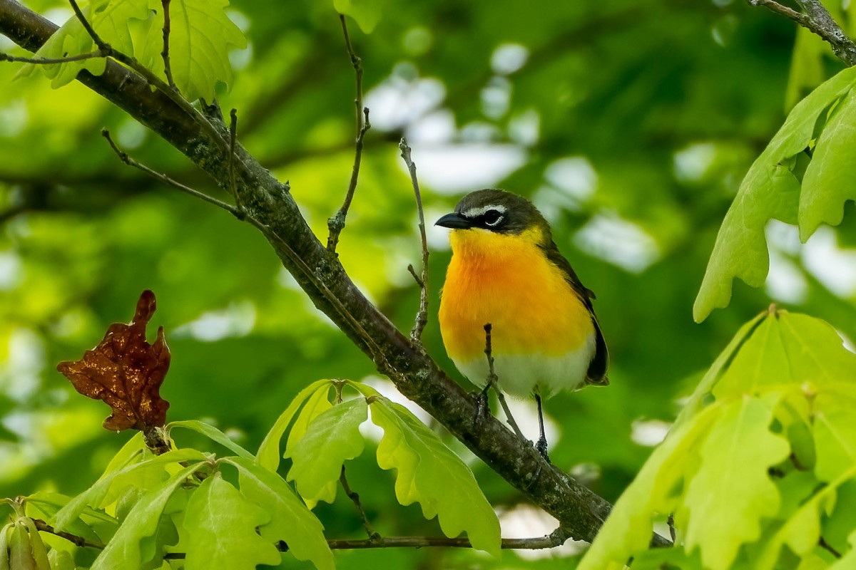 Yellow-breasted Chat - Gustino Lanese
