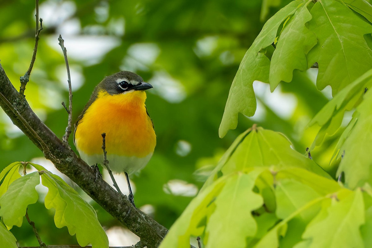 Yellow-breasted Chat - Gustino Lanese