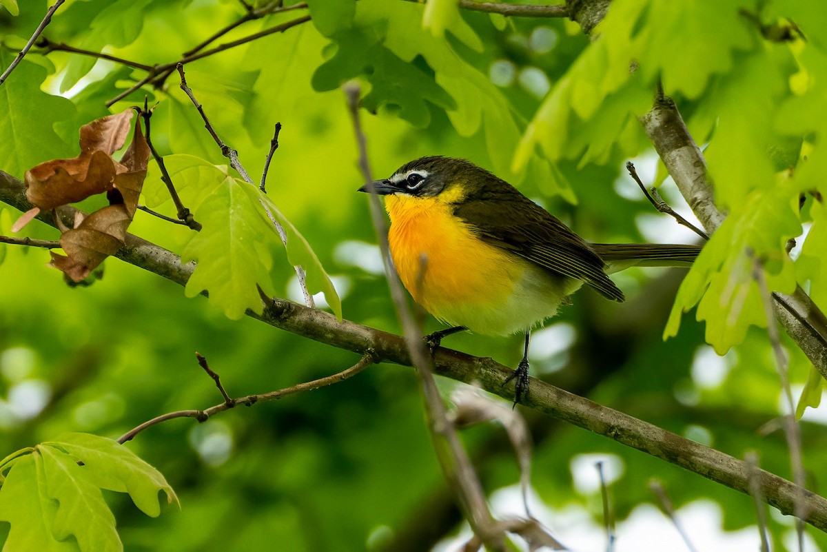 Yellow-breasted Chat - ML452953211