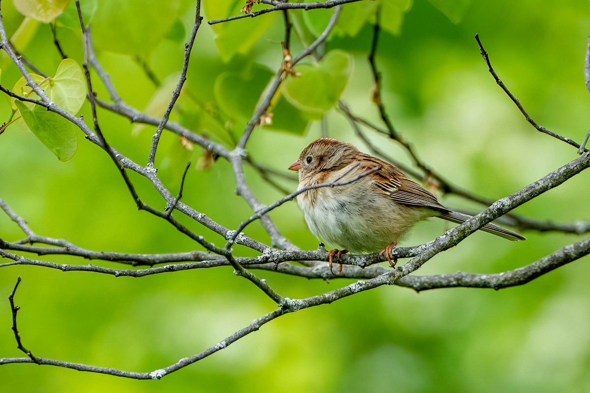 Field Sparrow - ML452953271