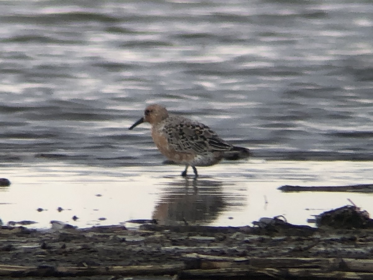 Red Knot - ML452954371