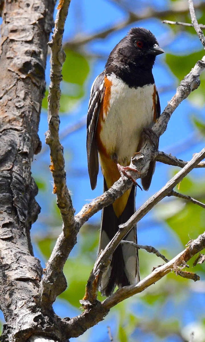 Spotted Towhee - ML452955821