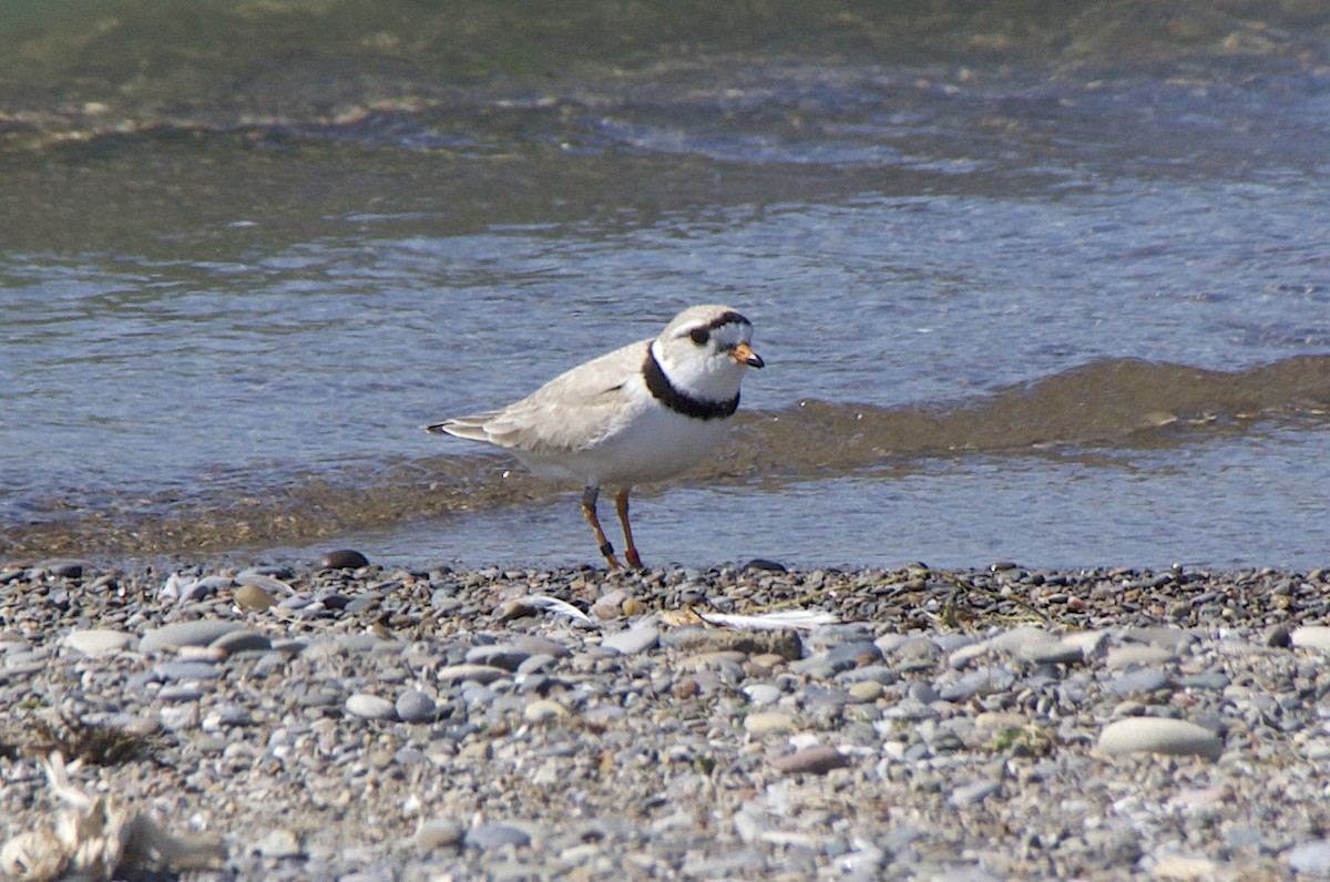 Piping Plover - ML452958461