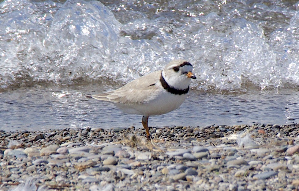 Piping Plover - ML452958731
