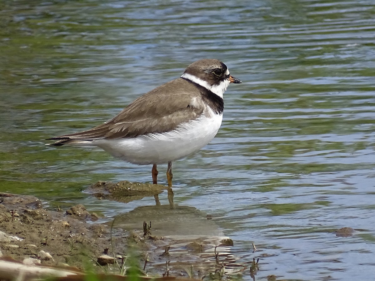 Semipalmated Plover - ML452959801