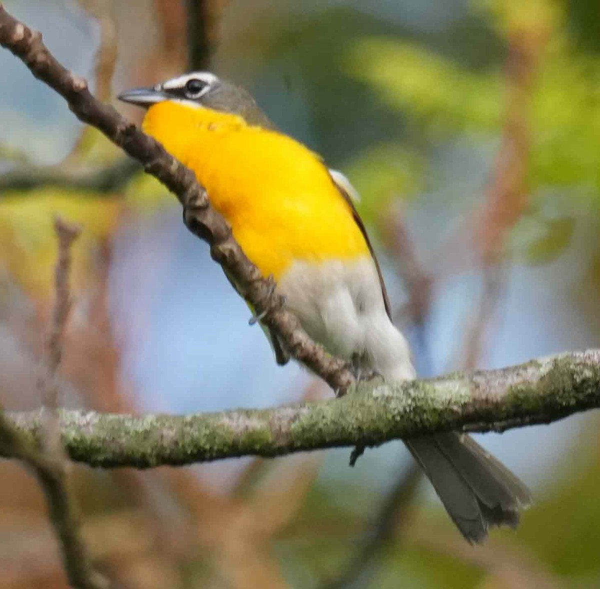 Yellow-breasted Chat - ML452960621