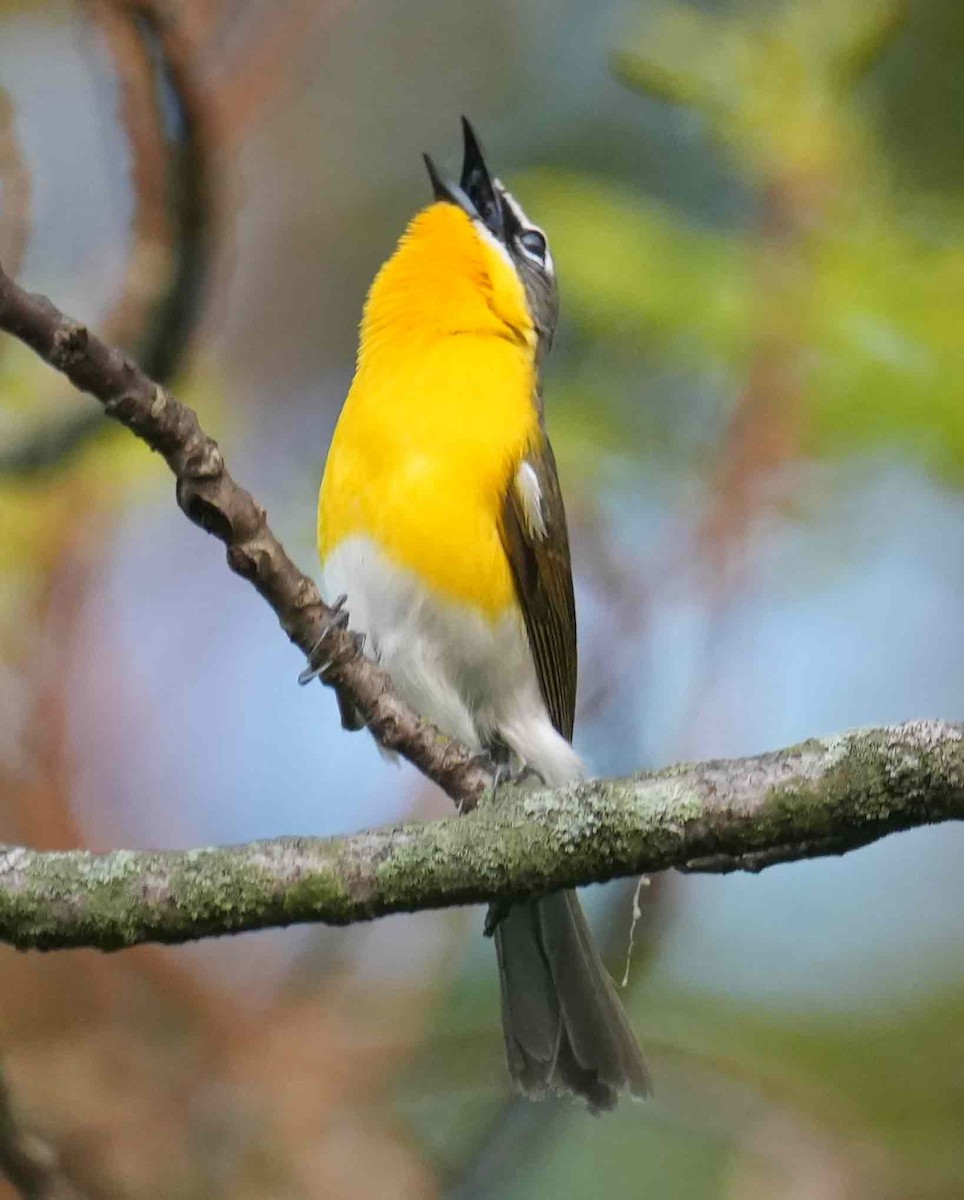 Yellow-breasted Chat - ML452960641