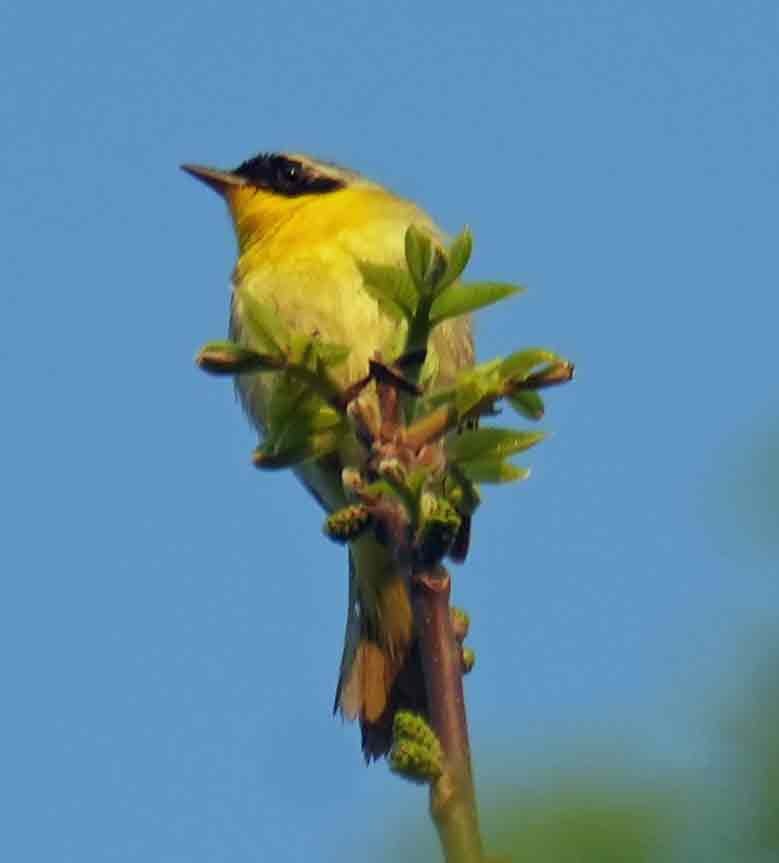 Common Yellowthroat - Basia Kruszewska
