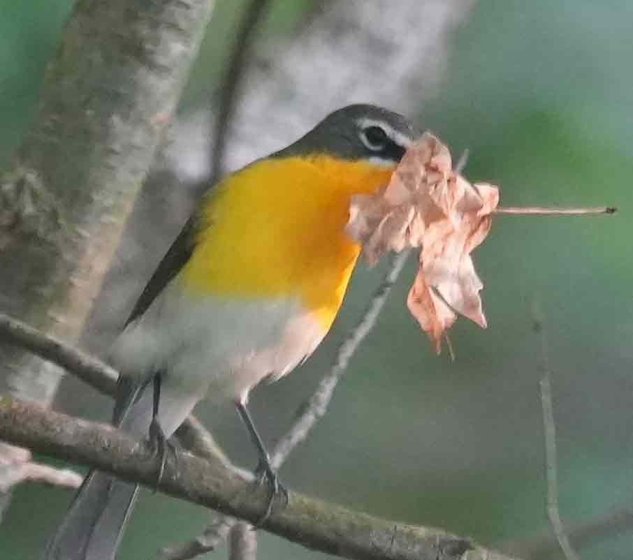 Yellow-breasted Chat - ML452960781
