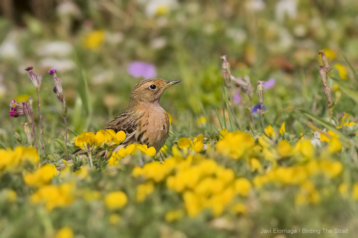 Red-throated Pipit - ML45296551
