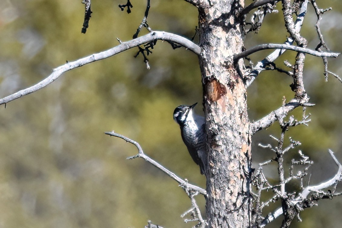 American Three-toed Woodpecker - Derek Hudgins
