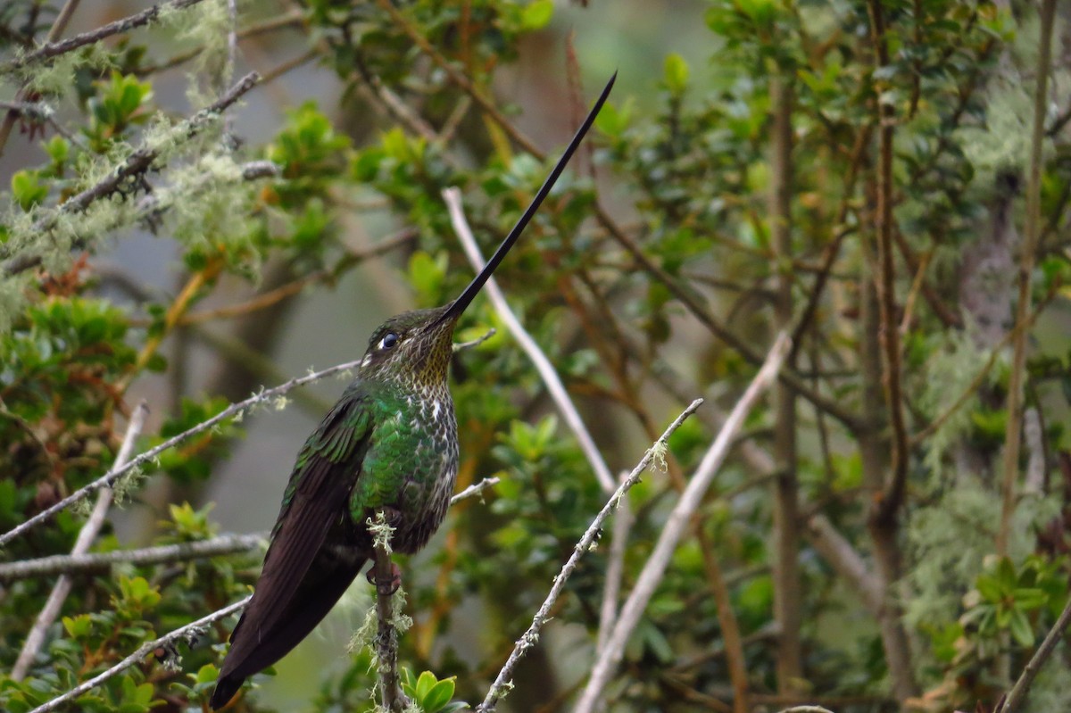 Sword-billed Hummingbird - Bryant Olsen