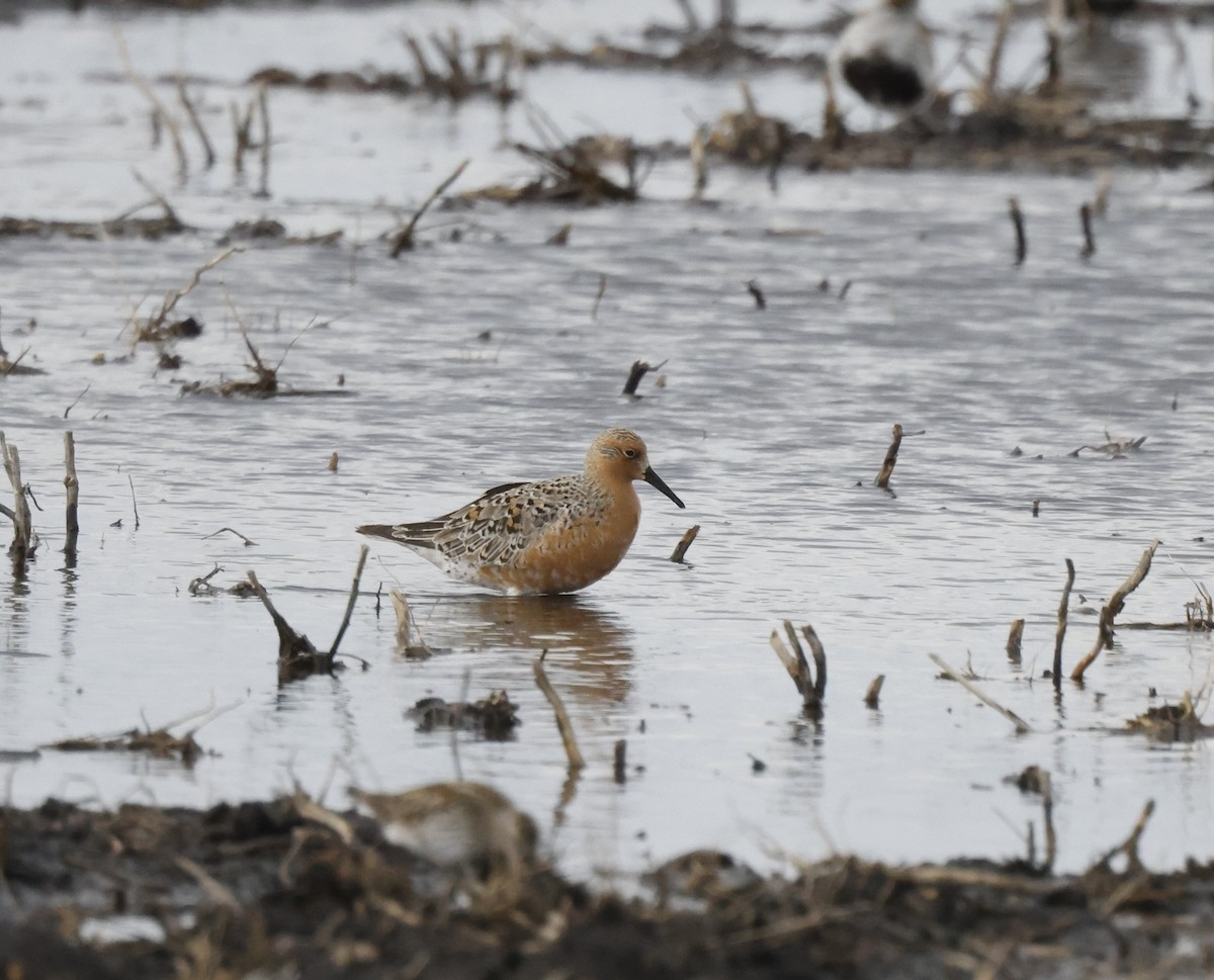 Red Knot - ML452972191