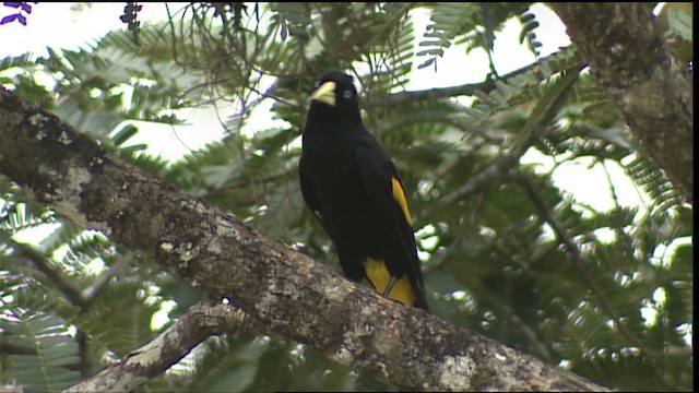 Yellow-rumped Cacique (Amazonian) - ML452973