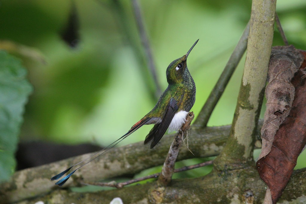 White-booted Racket-tail - William Hull
