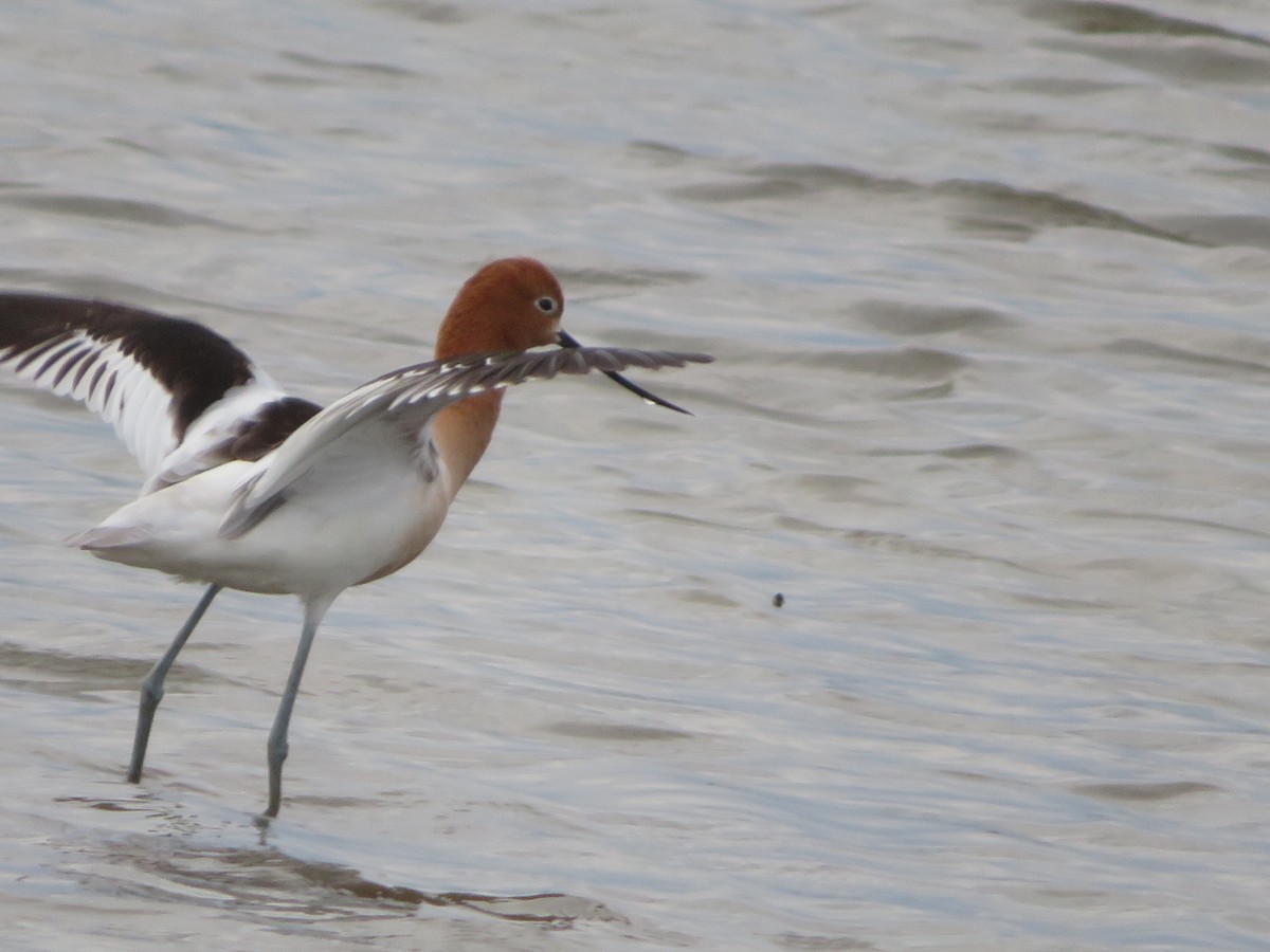 Wisconsin eBird Checklist - 24 May 2022 - Mequon Nature Preserve - 50 ...