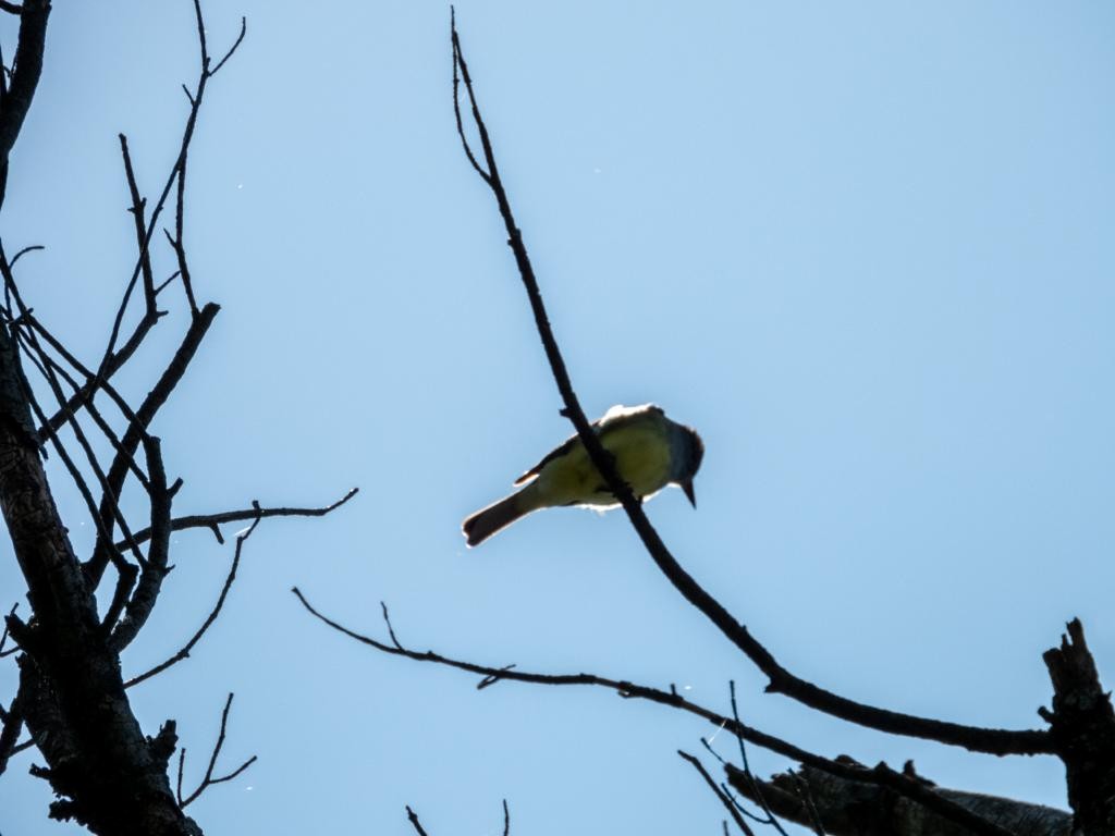 Great Crested Flycatcher - ML452984541