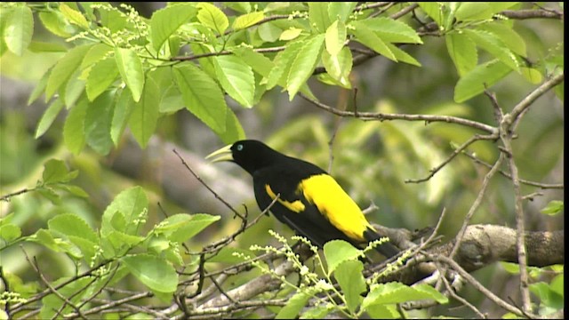 Yellow-rumped Cacique (Amazonian) - ML452987