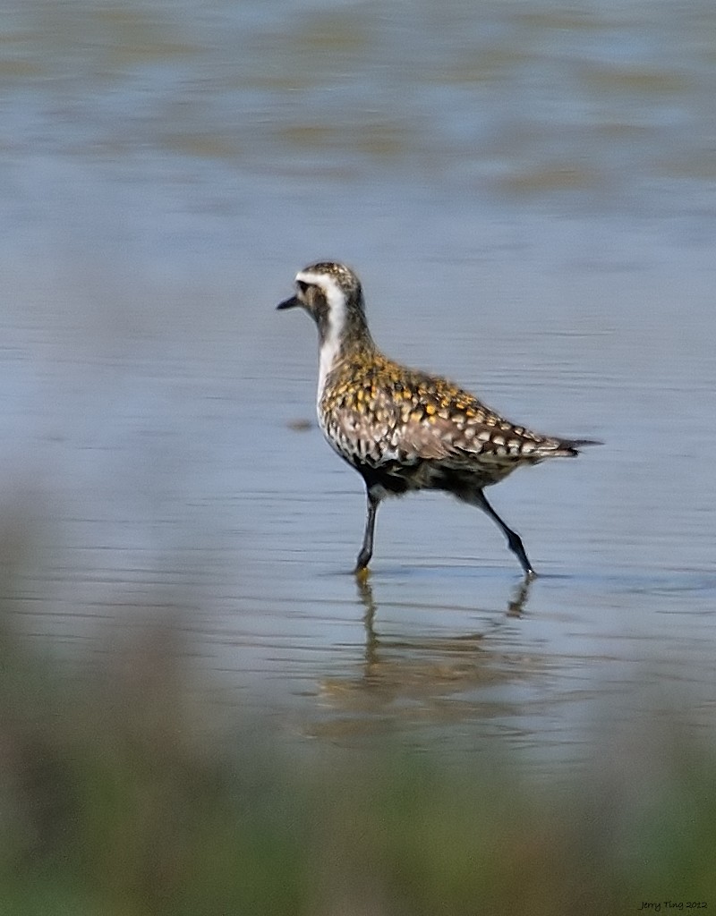 Pacific Golden-Plover - Jerry Ting