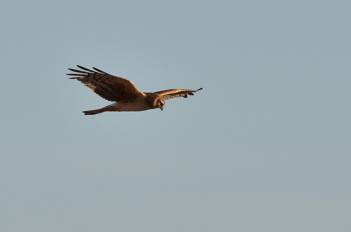 Northern Harrier - Malcolm Gold