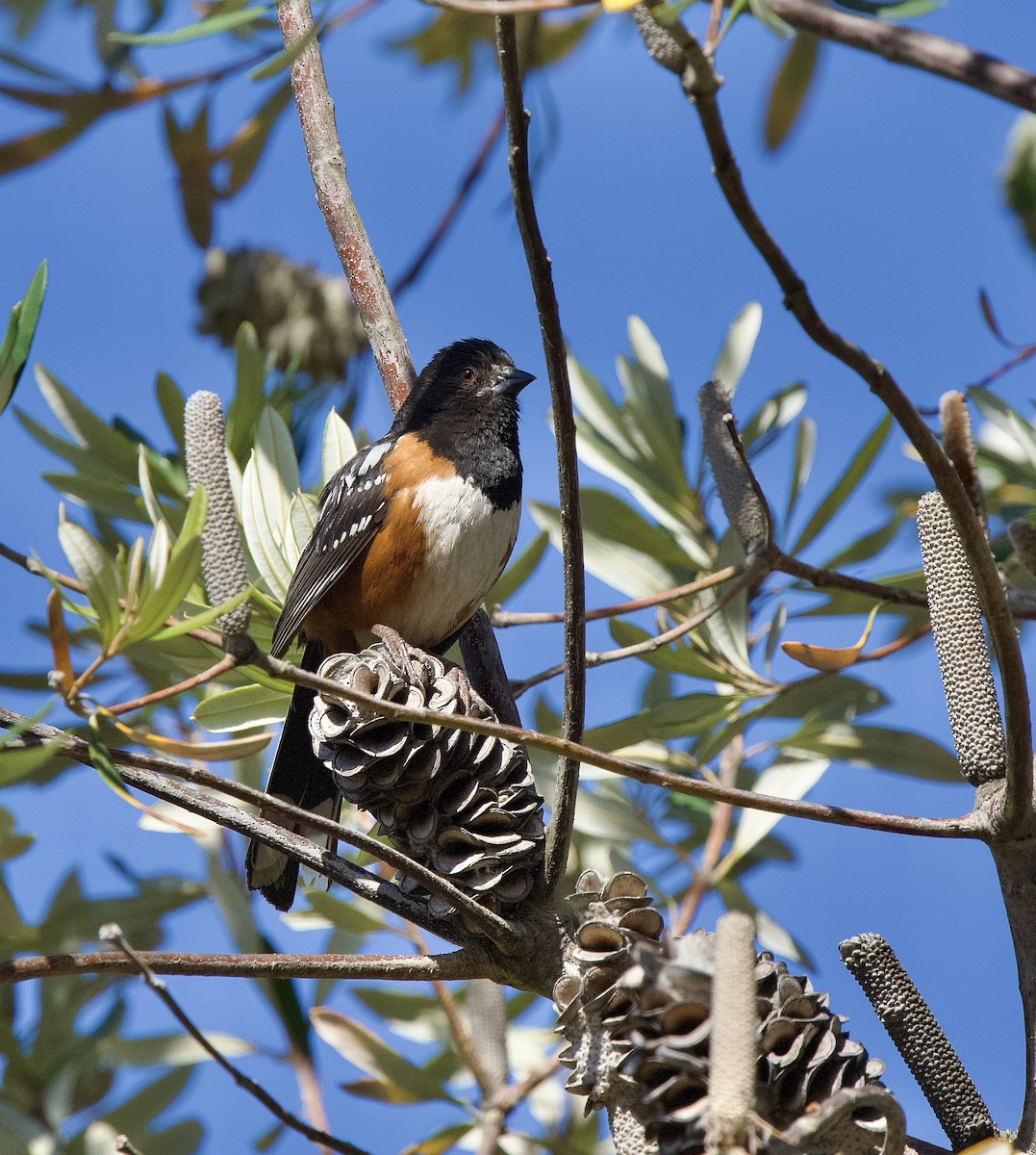 Spotted Towhee - ML452993651