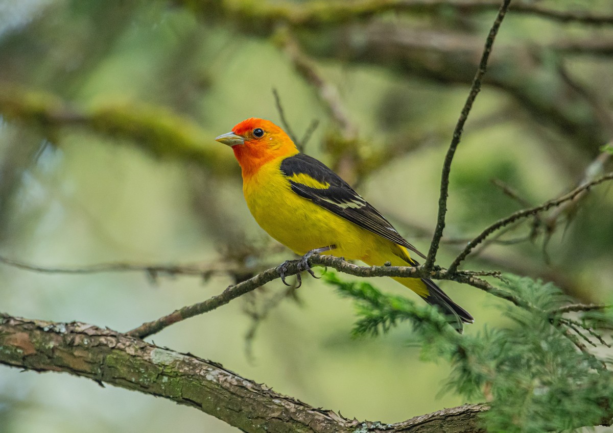 Western Tanager - Sunny Zhang