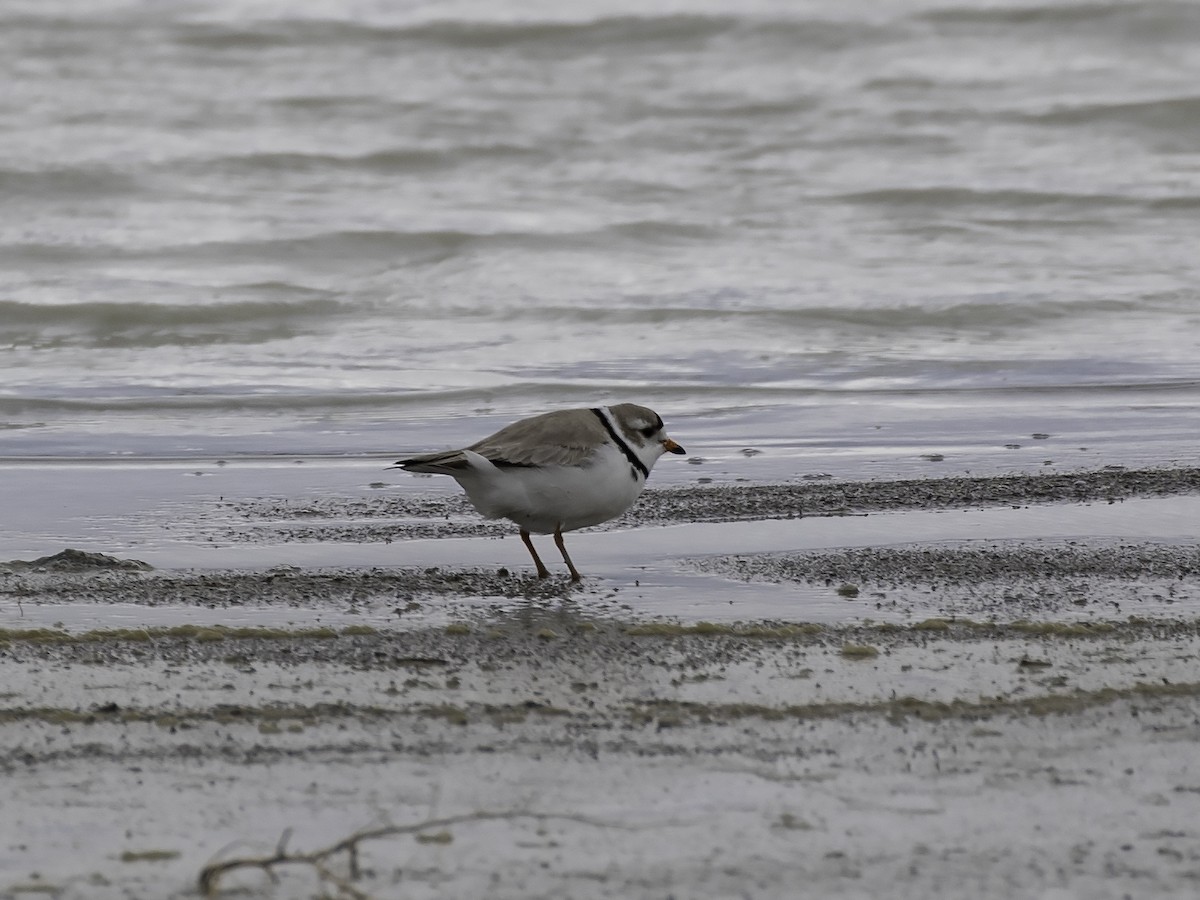 Piping Plover - ML453000741