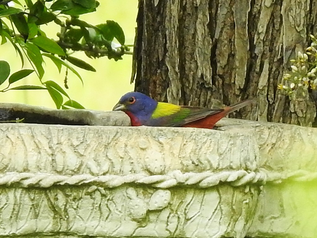 Painted Bunting - ML453001851