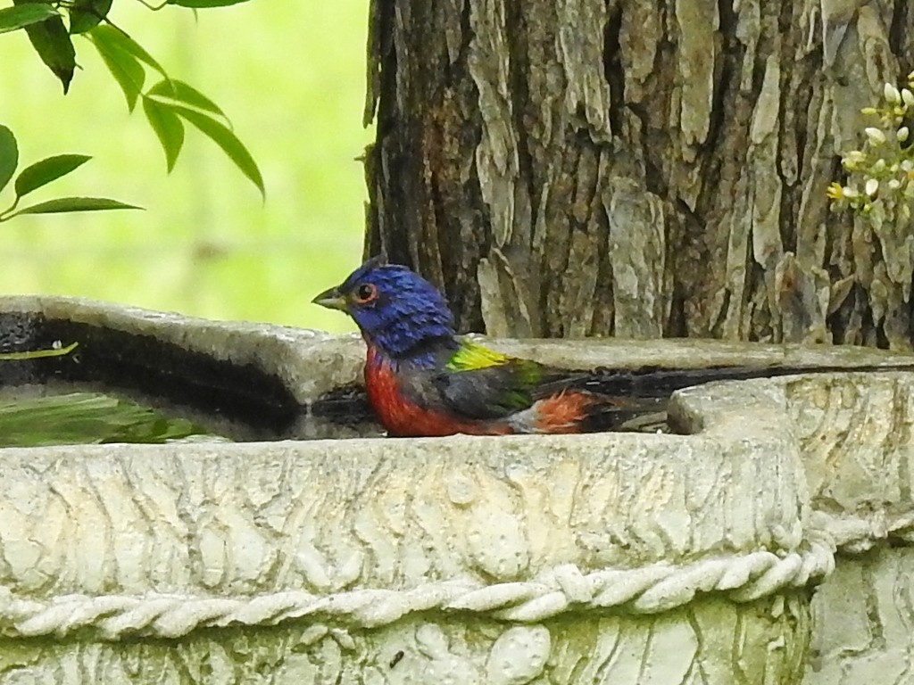Painted Bunting - Helen Baines