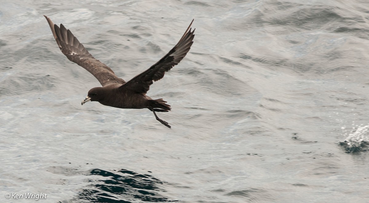 White-chinned Petrel - Ken Wright