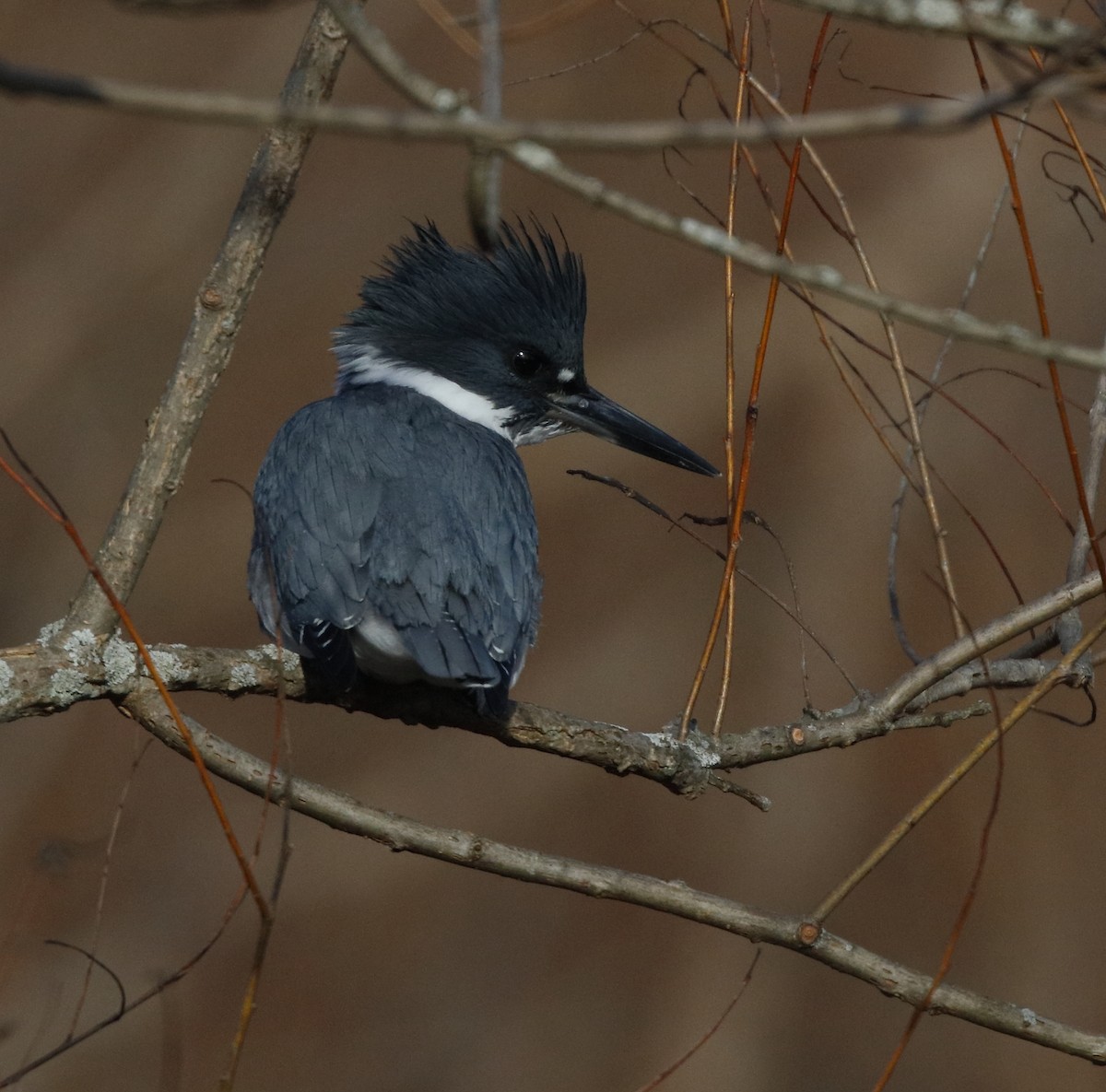 Belted Kingfisher - Dave Kerr