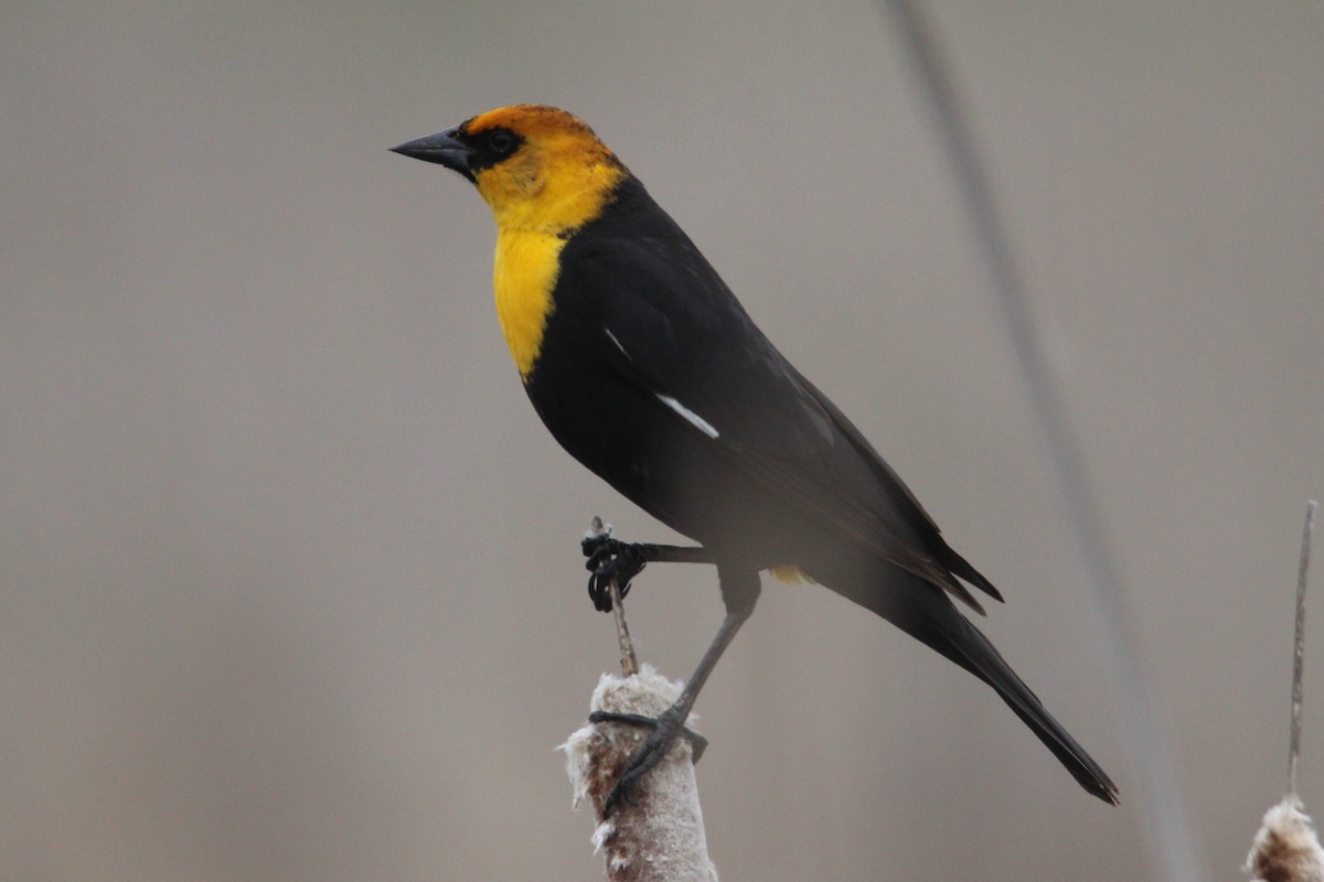 Yellow-headed Blackbird - Eli Pettis