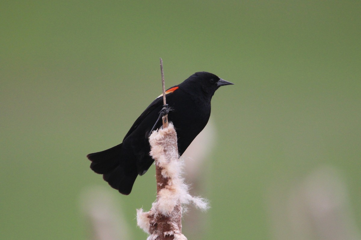 Red-winged Blackbird - ML453008441