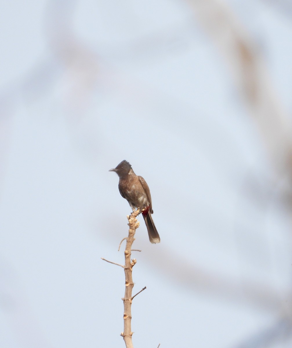 Red-vented Bulbul - ML453010741