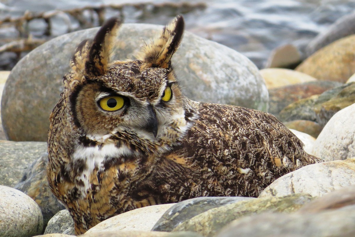 Great Horned Owl - Harold Reeve