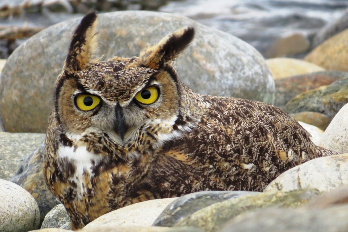 Great Horned Owl - ML45301091