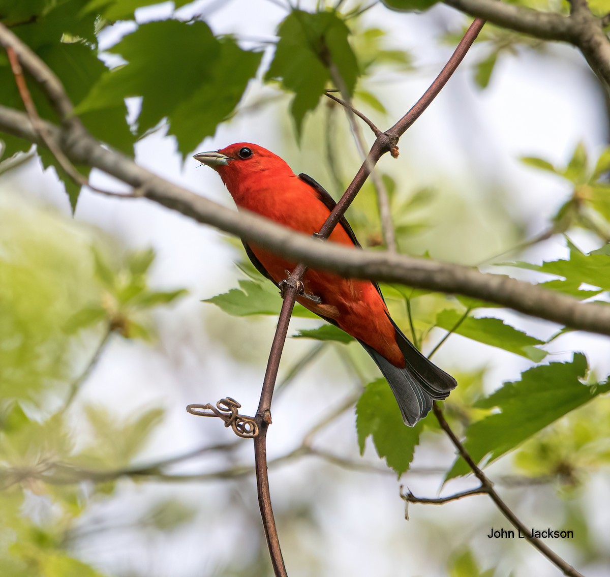 Scarlet Tanager - ML453011331
