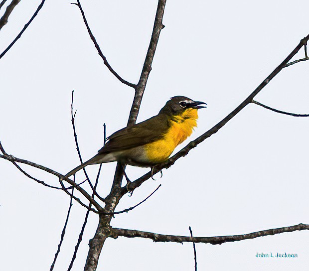Yellow-breasted Chat - ML453018101
