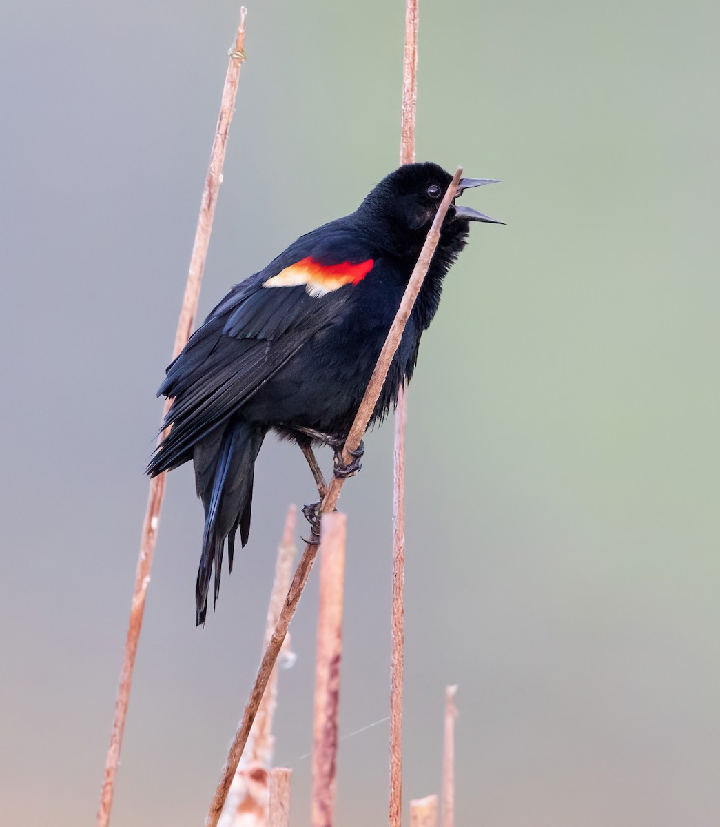 Red-winged Blackbird - ML453020501