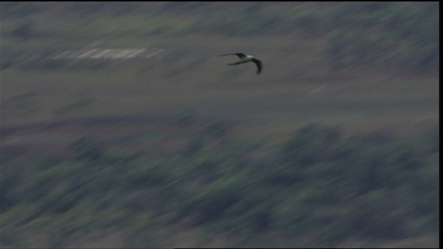 Swallow-tailed Kite - ML453031