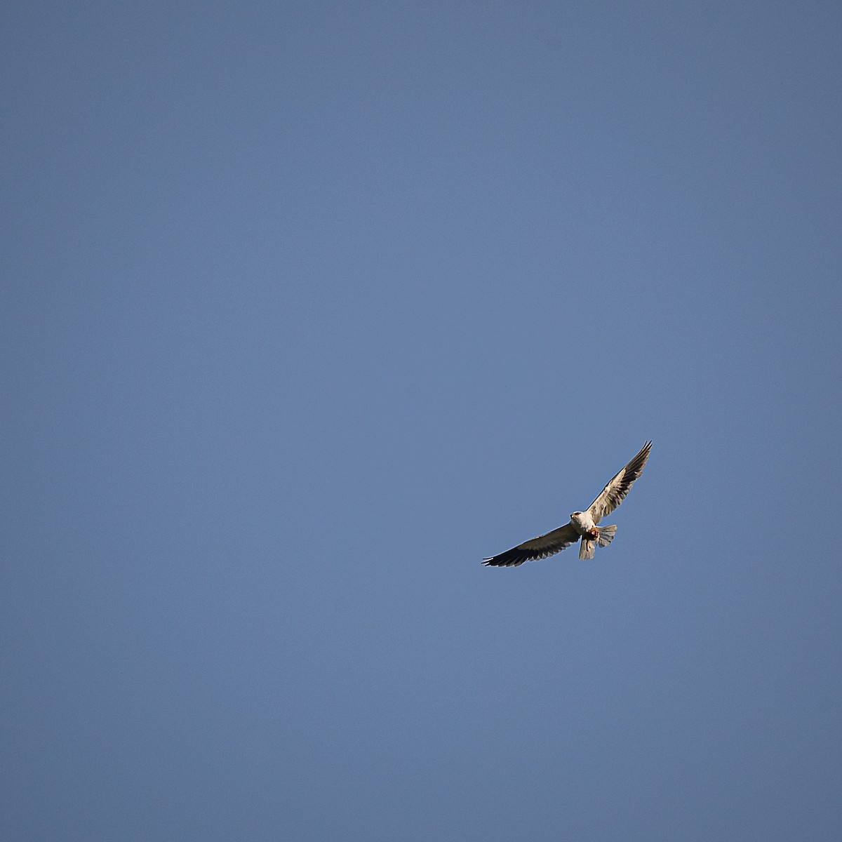 Black-winged Kite - Jun Yang