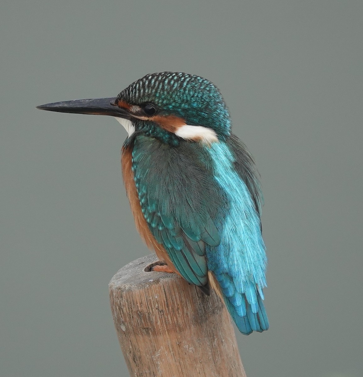 Common Kingfisher - Stray Feather