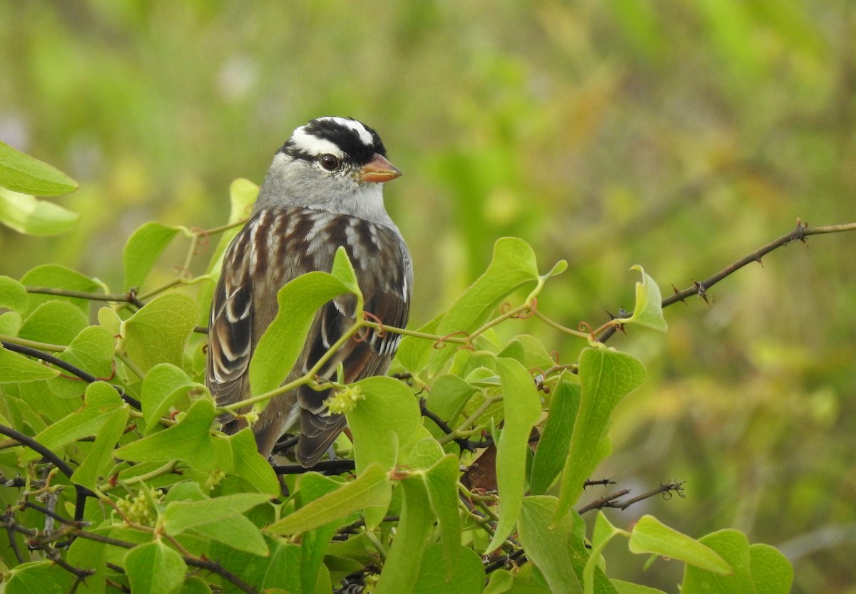 White-crowned Sparrow - Joel Adams